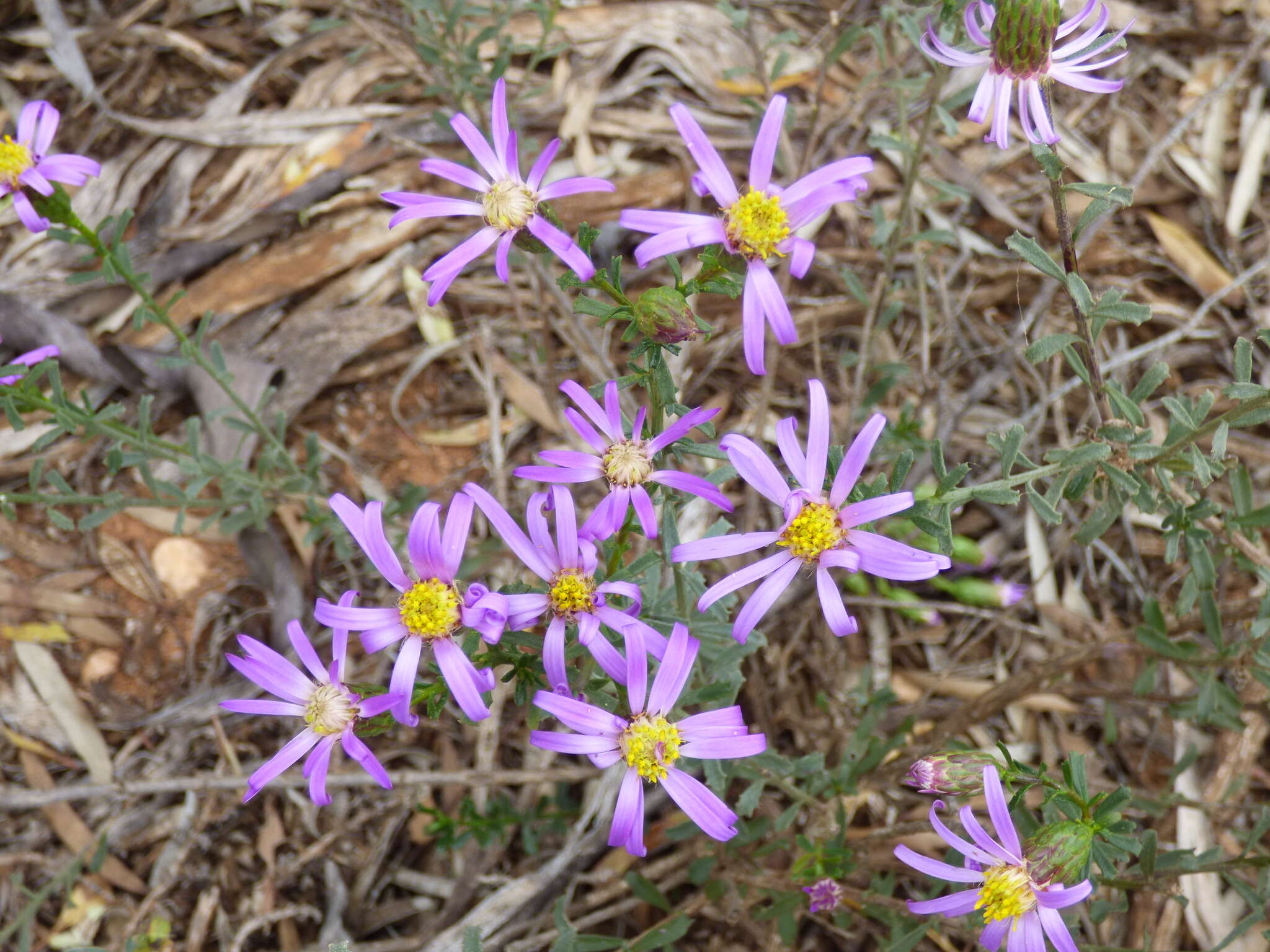 Image of Olearia magniflora F. Müll.