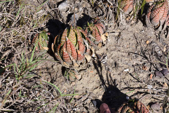 Image of Haworthiopsis fasciata (Willd.) G. D. Rowley