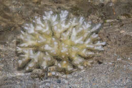 Image of Cauliflower Coral