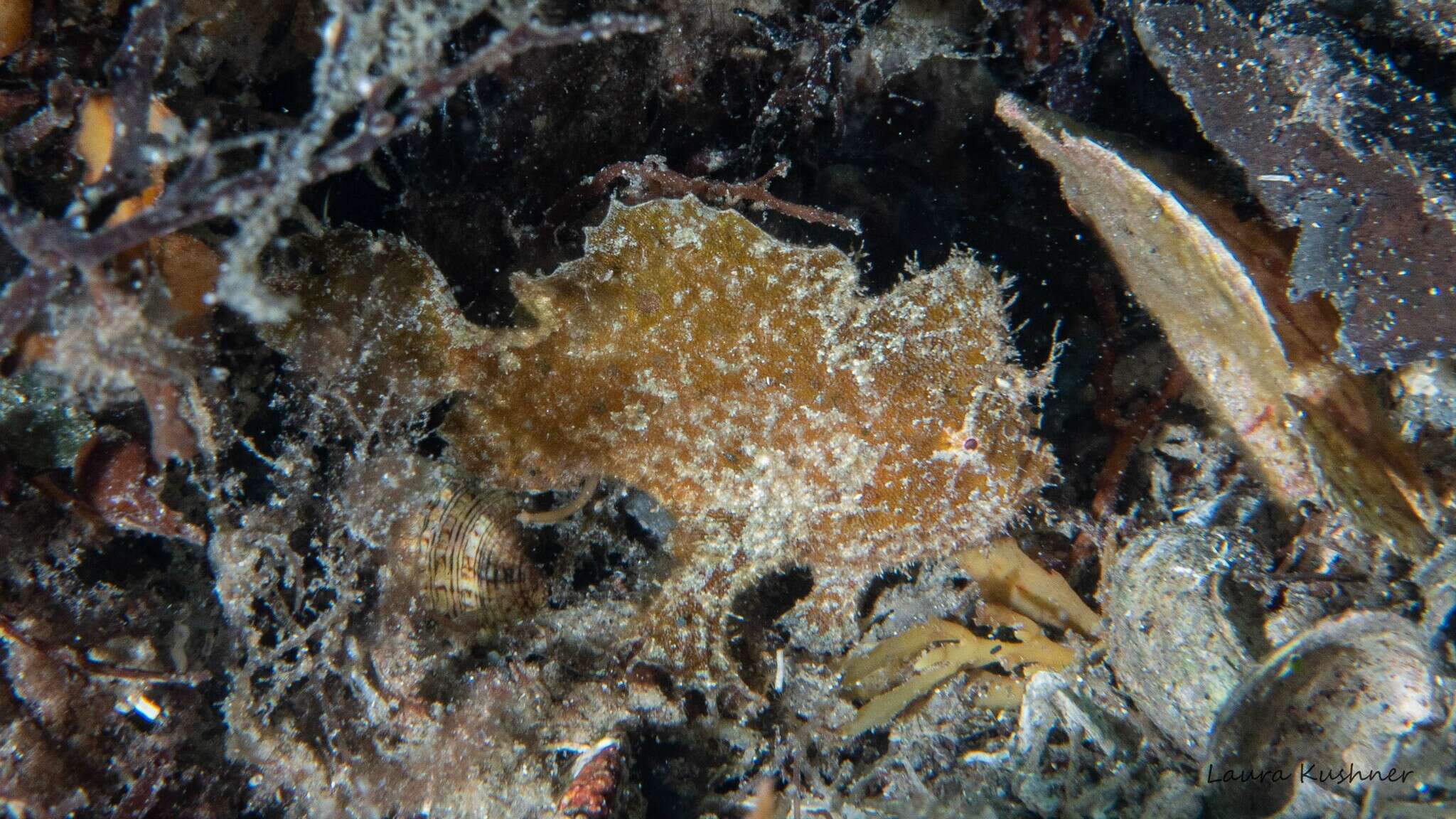 Image of Dwarf Frogfish