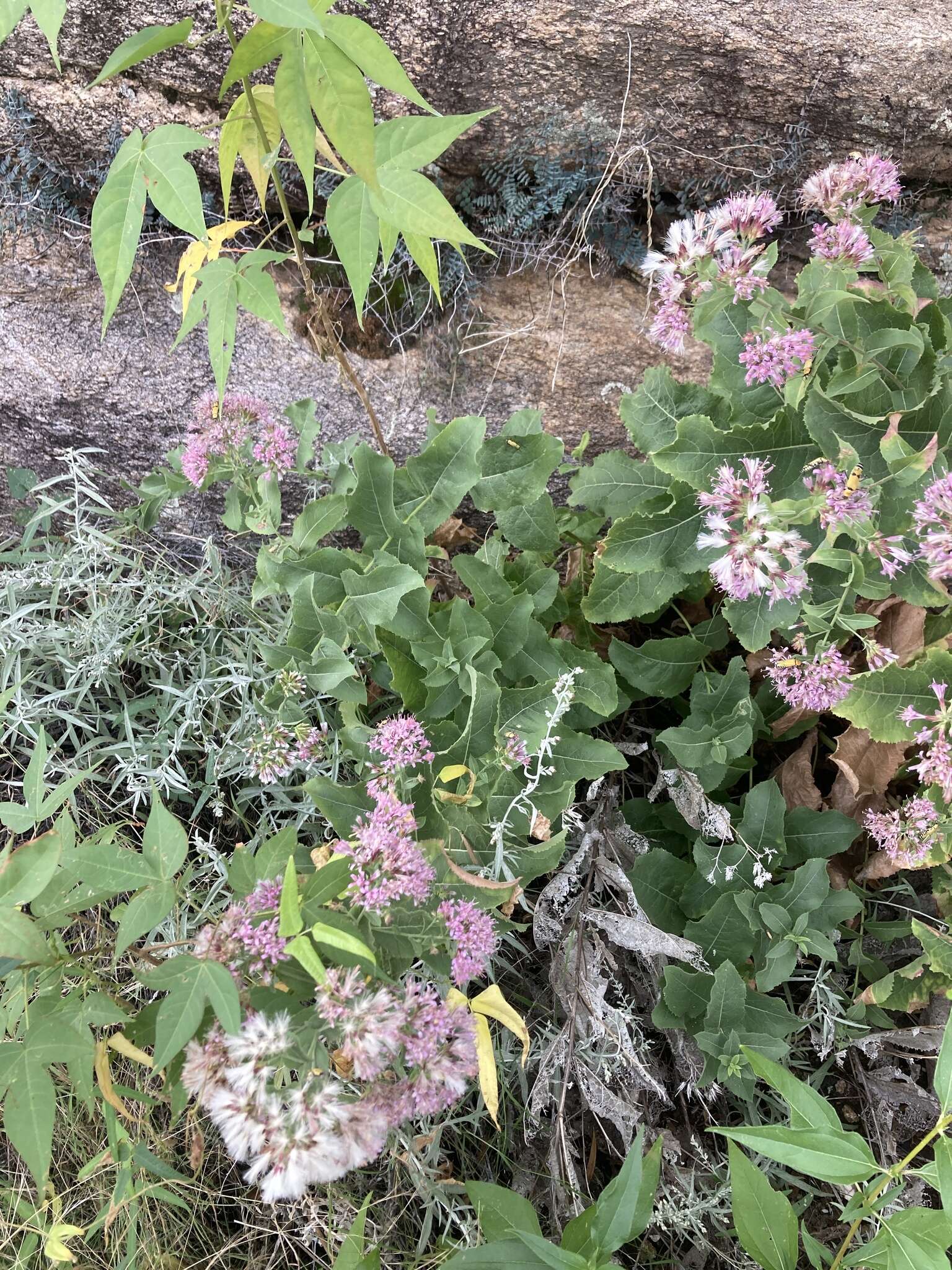 Image of Thurber's desertpeony