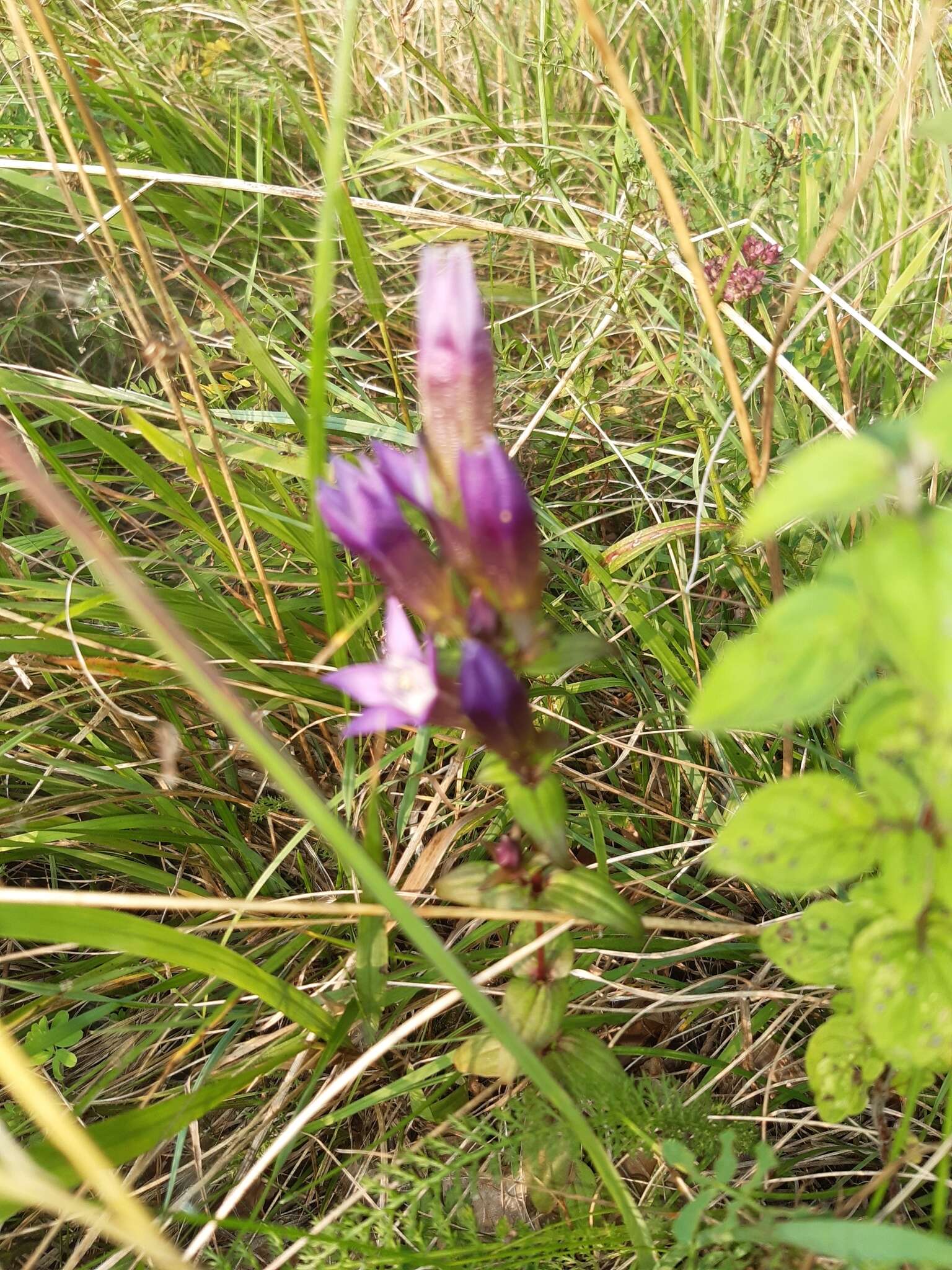 Imagem de Gentianella germanica (Willd.) E. F. Warburg