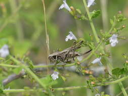 Image of Montana stricta (Zeller 1849)