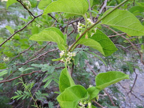 Image of Marsdenia coulteri Hemsl.