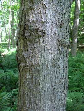 Image of black ash