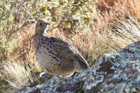 Image of Grey-winged Francolin