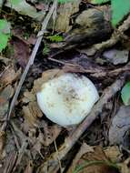 Слика од Lactifluus glaucescens (Crossl.) Verbeken 2012