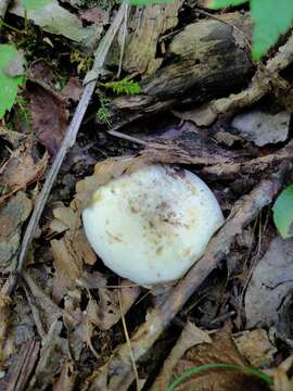 Image of Lactifluus glaucescens (Crossl.) Verbeken 2012