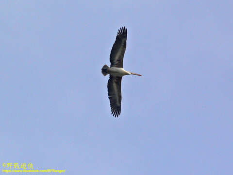 Image of Grey Pelican