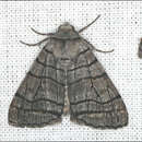 Image of Liometopa rectilinea Turner 1947