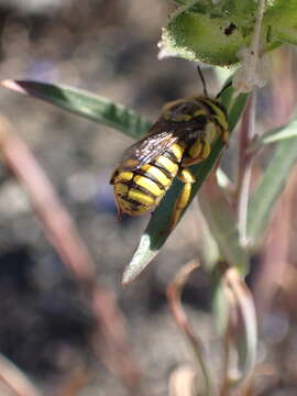 Image of Anthidium illustre Cresson 1879