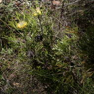 Imagem de Isopogon anemonifolius (Salisb.) Knight