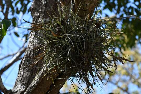 Слика од Tillandsia schiedeana Steud.