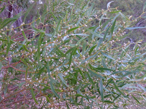 Image of Acacia verniciflua A. Cunn.