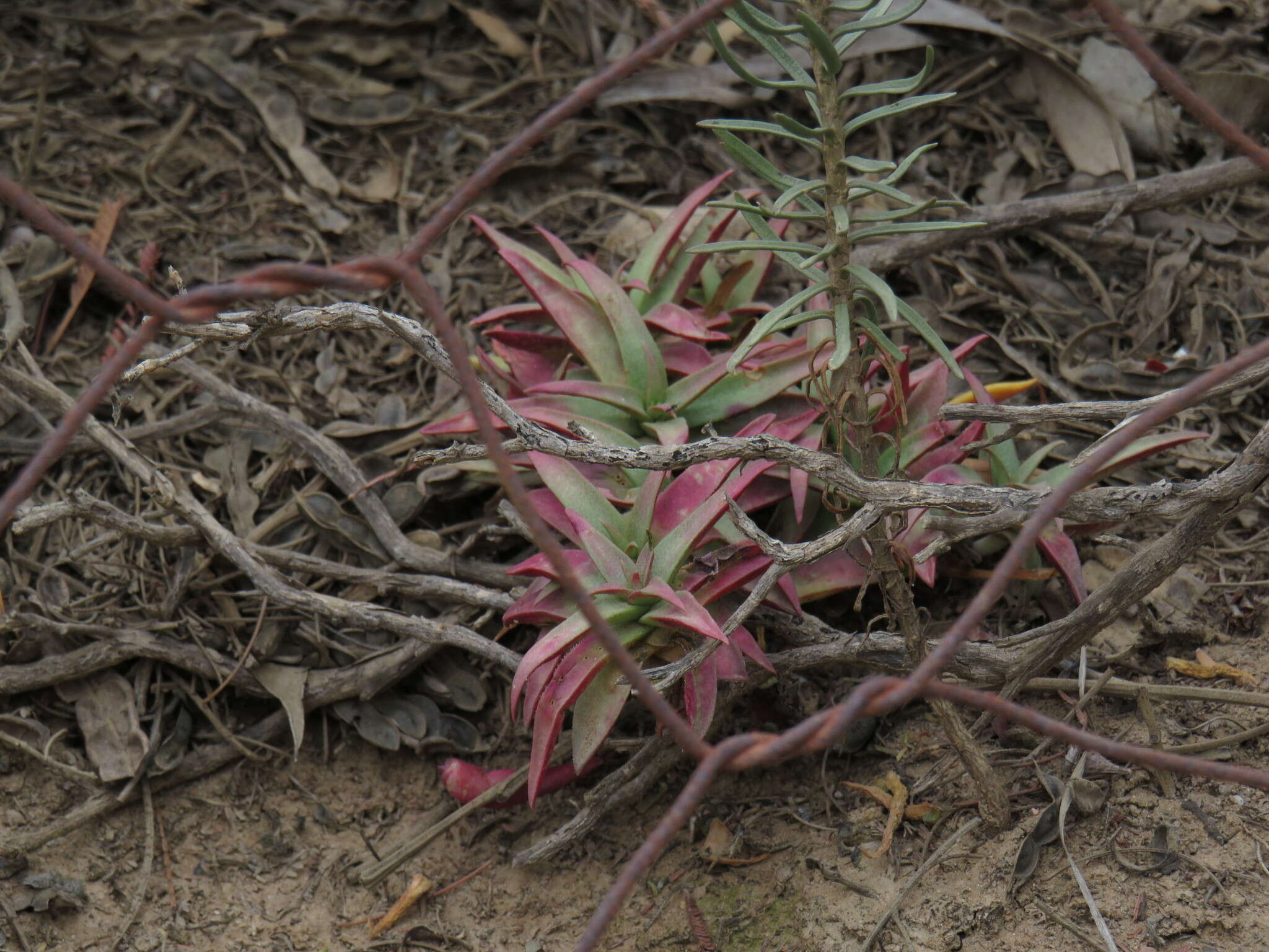 Image of Crassula capitella subsp. thyrsiflora (Thunb.) Tölken