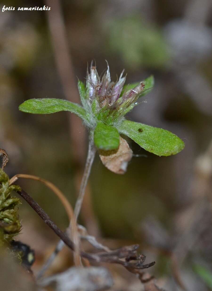 Sivun Filago cretensis subsp. cretensis kuva