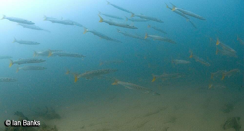 Image of Jello barracuda