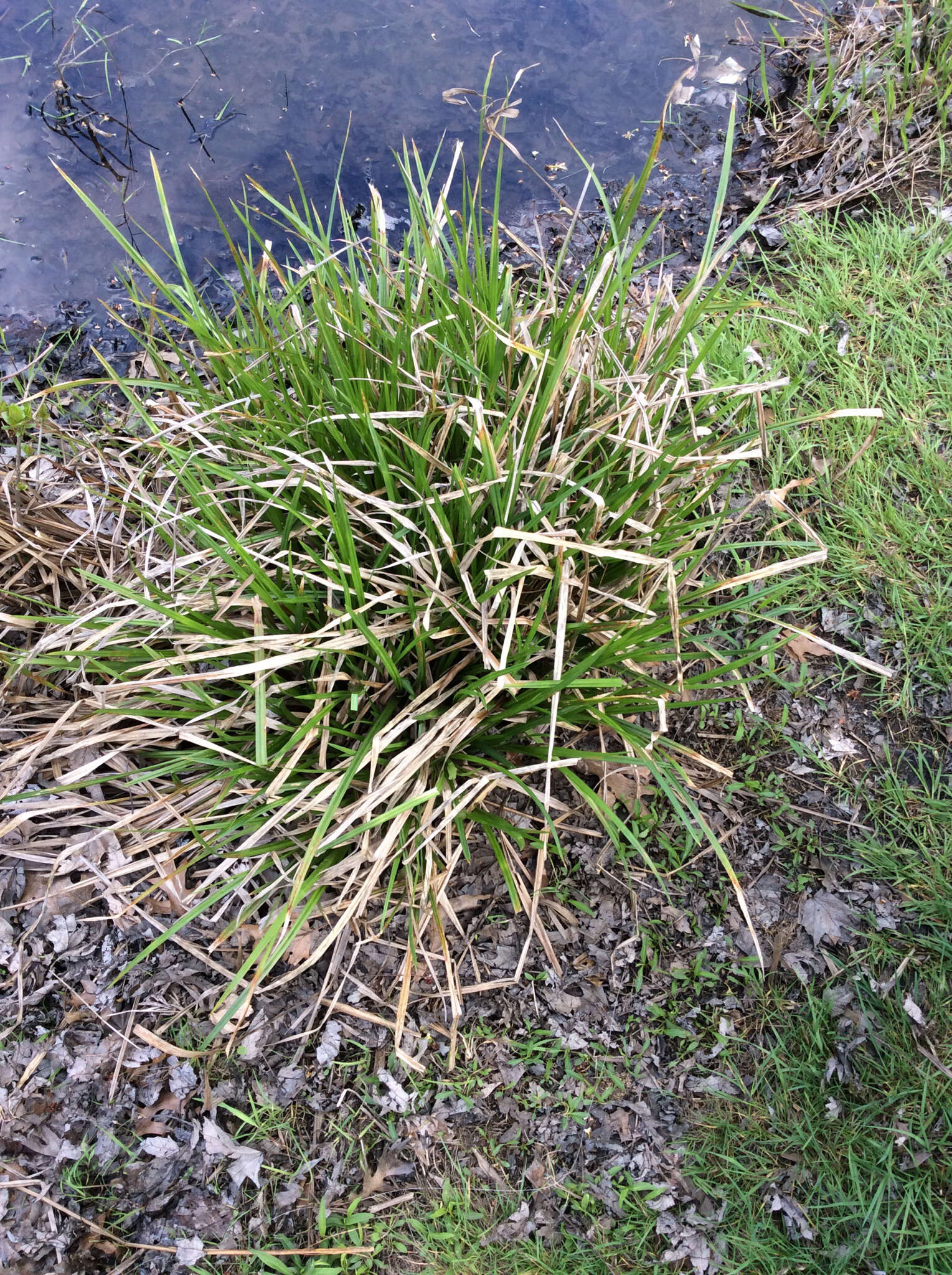 Image of fibrousroot sedge