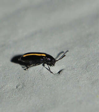 Image of Turnip flea beetle