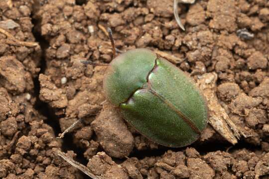 Image of Cassida (Cassida) seladonia Gyllenhal 1827