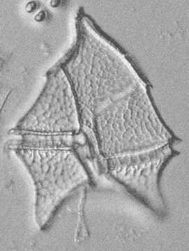 Слика од Peridinium limbatum