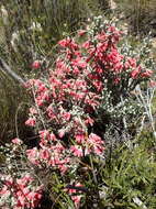 Image of Erica strigilifolia var. strigilifolia