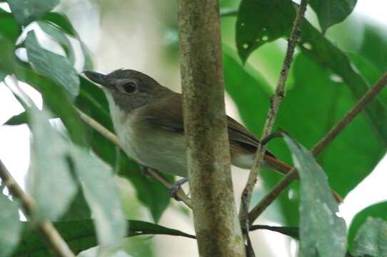 Image of Moustached Babbler