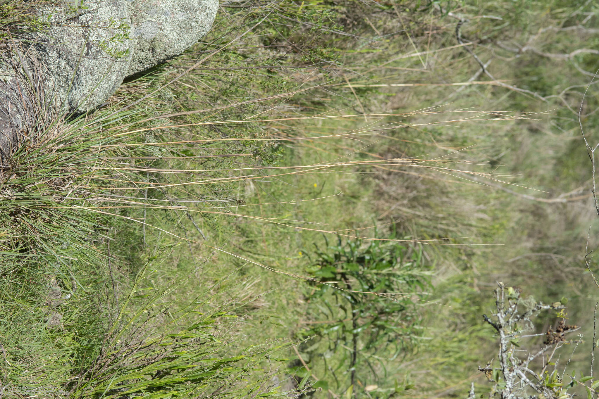 Plancia ëd Andropogon lateralis Nees