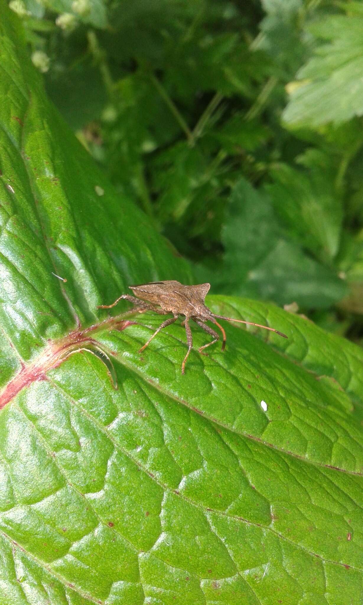 Imagem de Coreus marginatus marginatus (Linnaeus 1758)