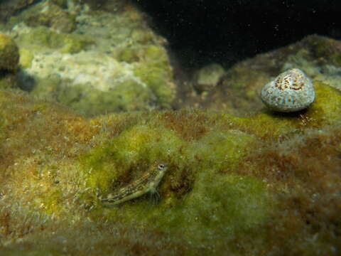 Image of Adriatic blenny