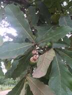Image of Quercus glaucescens Bonpl.