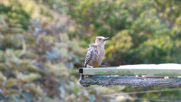 Image of Hoffmann's Woodpecker