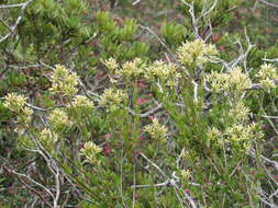 Image of Baccharis mexicana Cuatrec.