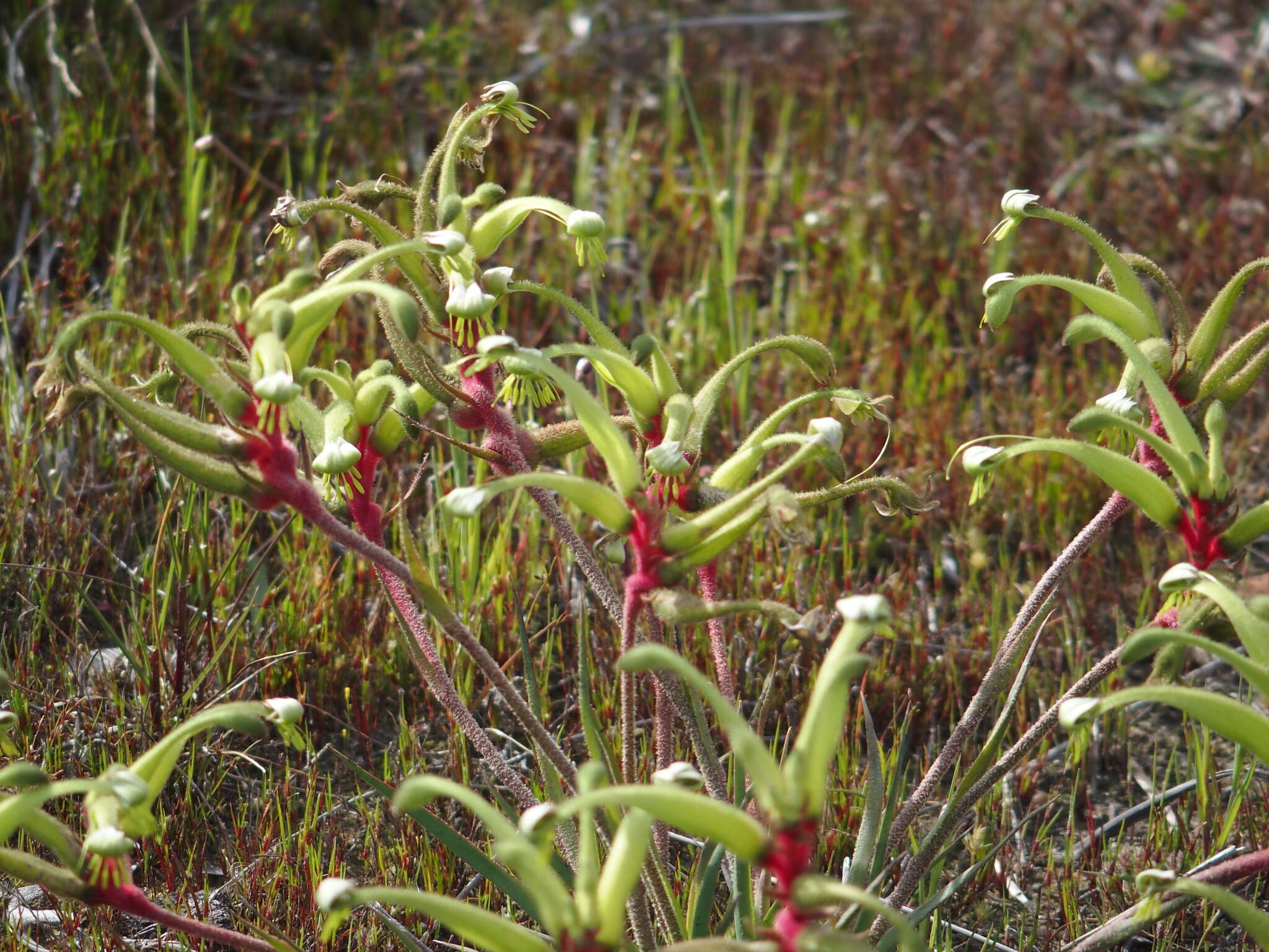 Image of Anigozanthos bicolor subsp. decrescens Hopper