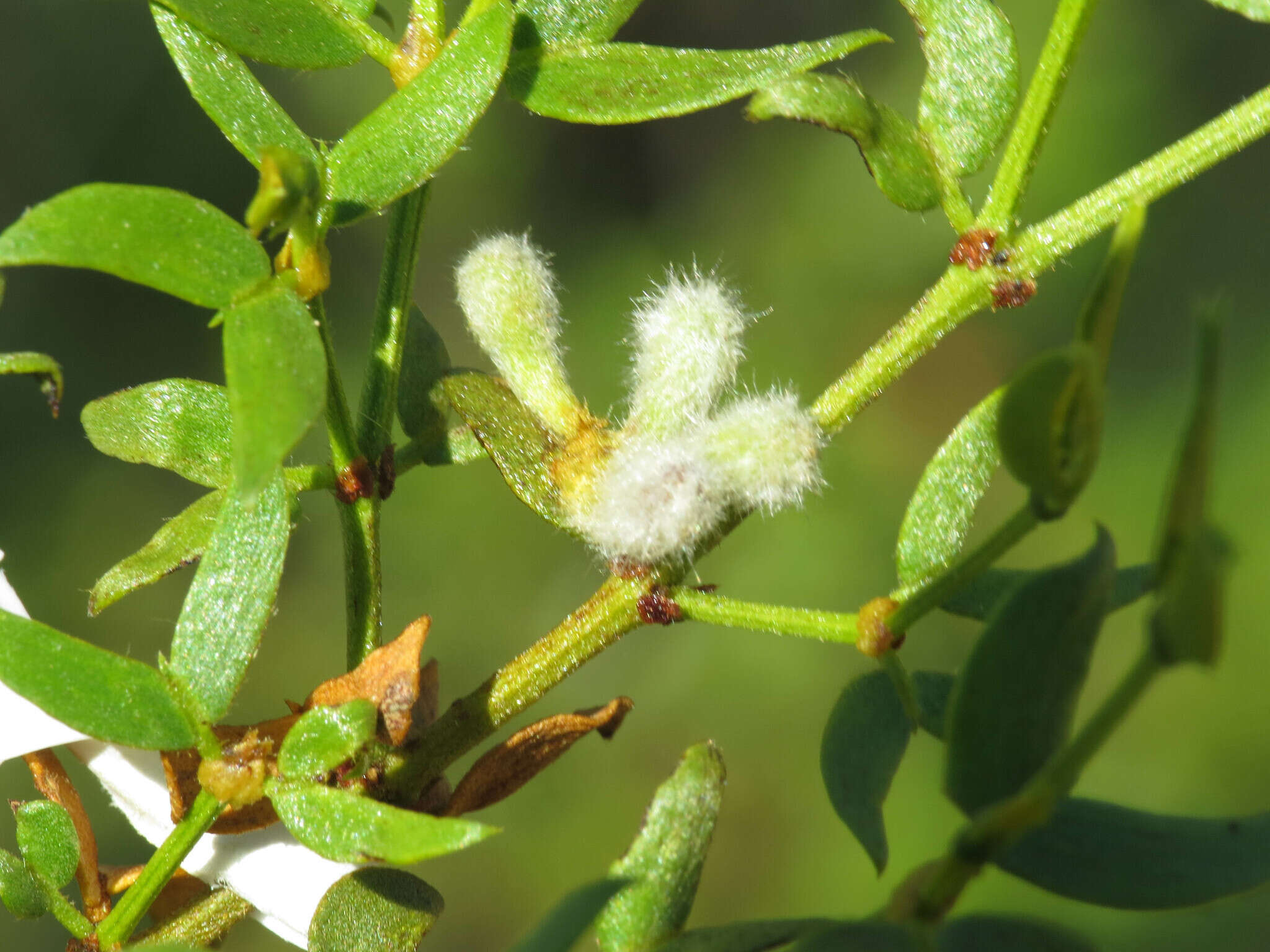 Image of Asphondylia pilosa Gagne 1990