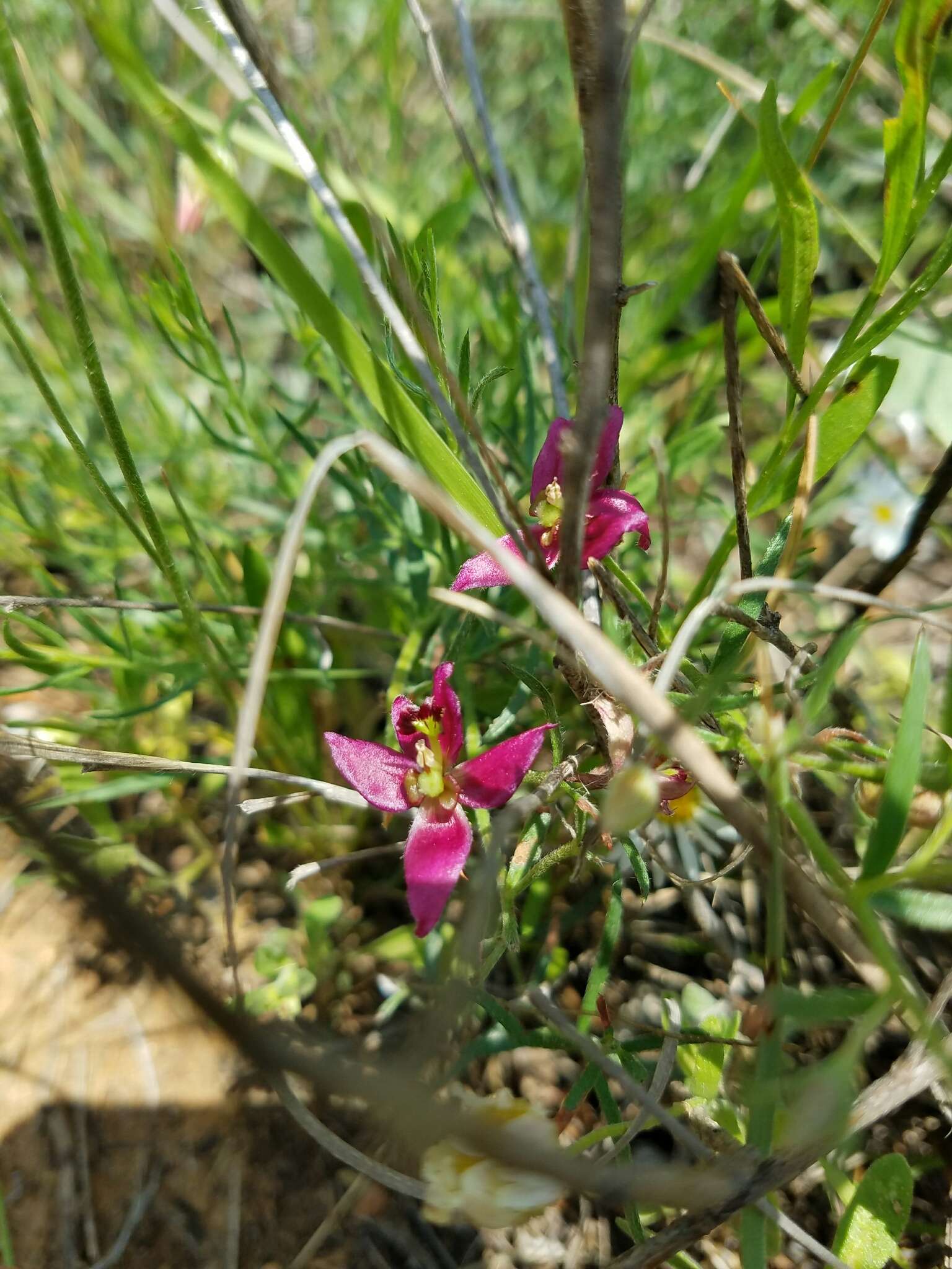 Krameria lanceolata Torr.的圖片