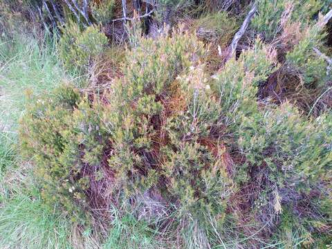 Sivun Callistemon pityoides Miq. kuva