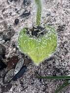 Image of Caladenia gemmata Lindl.