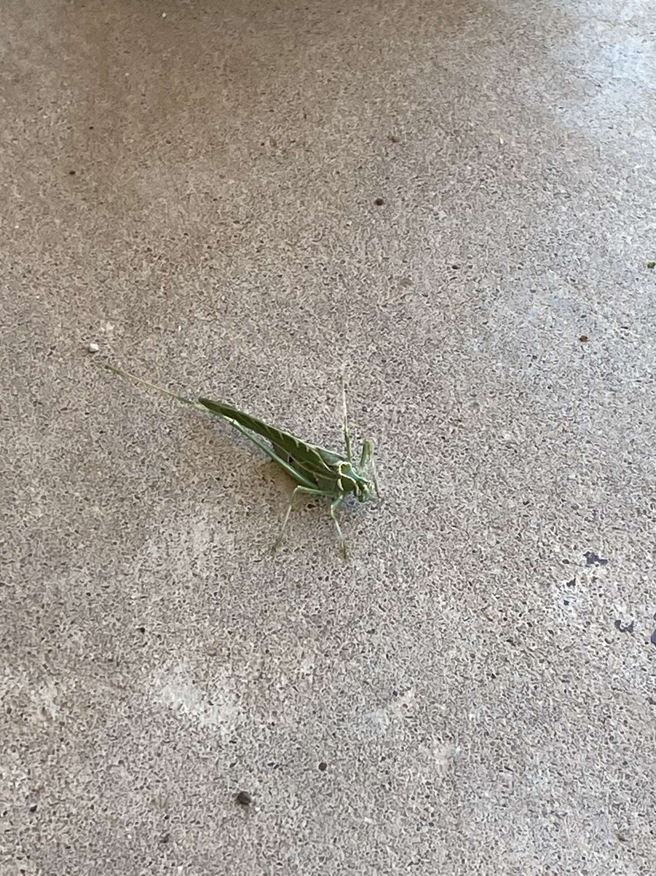 Image of Elegant Bush Katydid