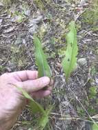 Image of <i>Parthenium <i>integrifolium</i></i> var. integrifolium