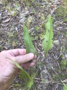 Image of <i>Parthenium <i>integrifolium</i></i> var. integrifolium