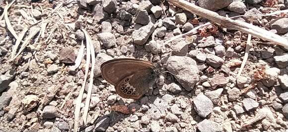 Image of scarce heath