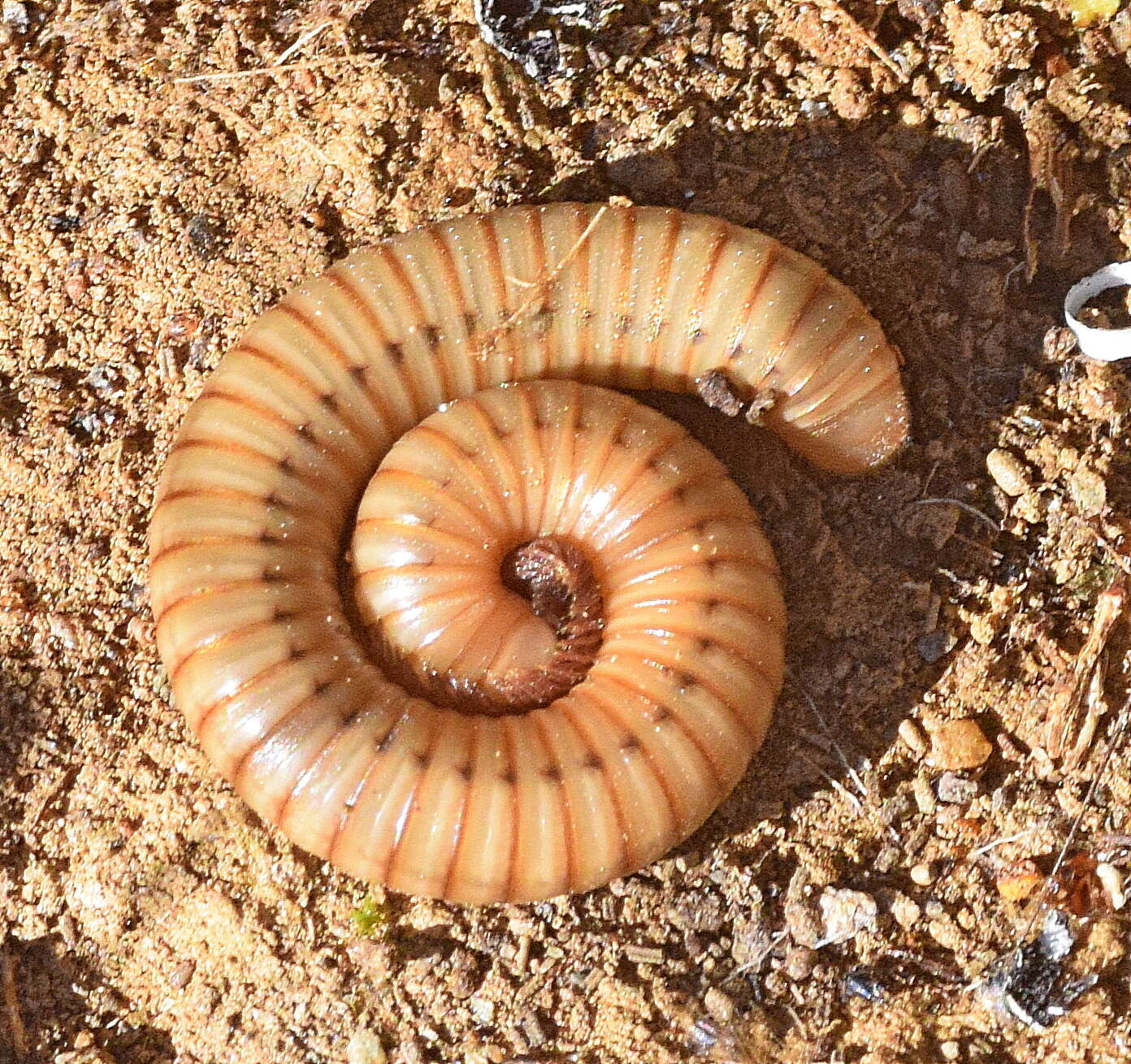 Image of Pachyiulus cattarensis (Latzel 1884)