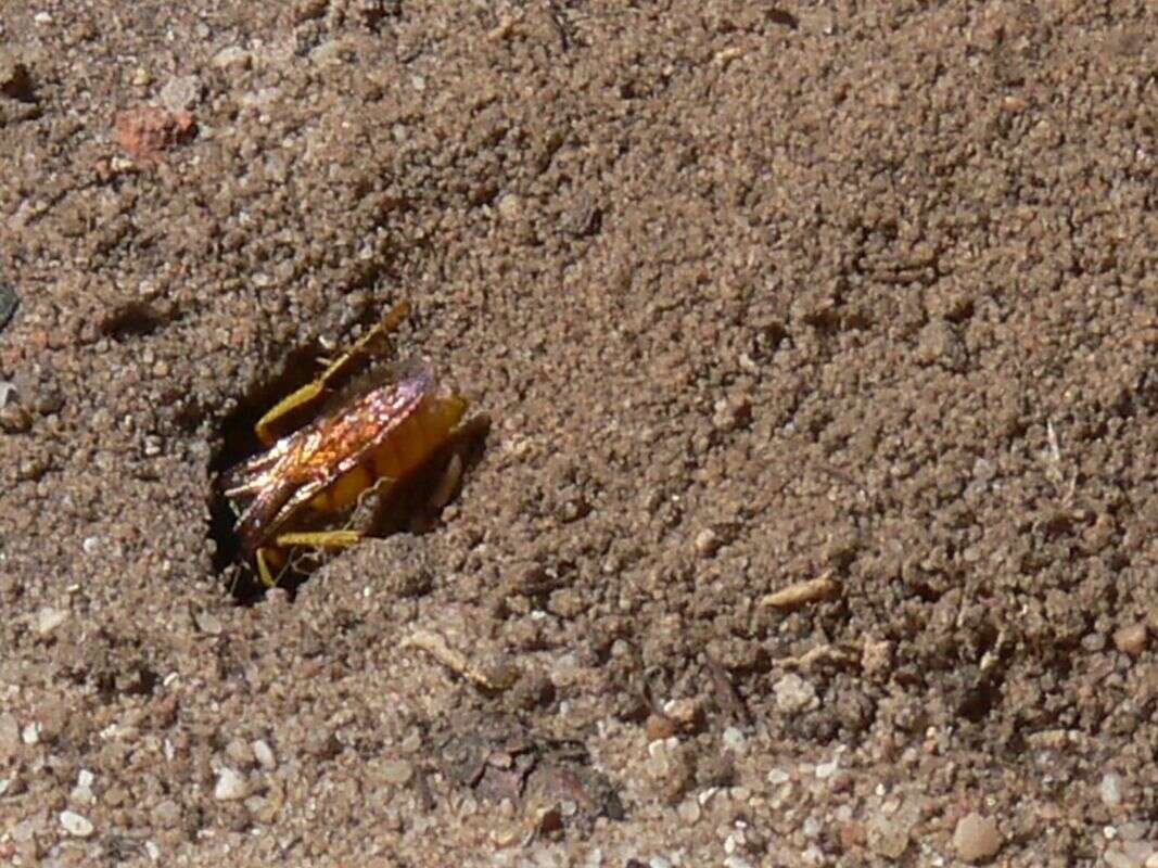 Philanthus triangulum diadema (Fabricius 1781)的圖片