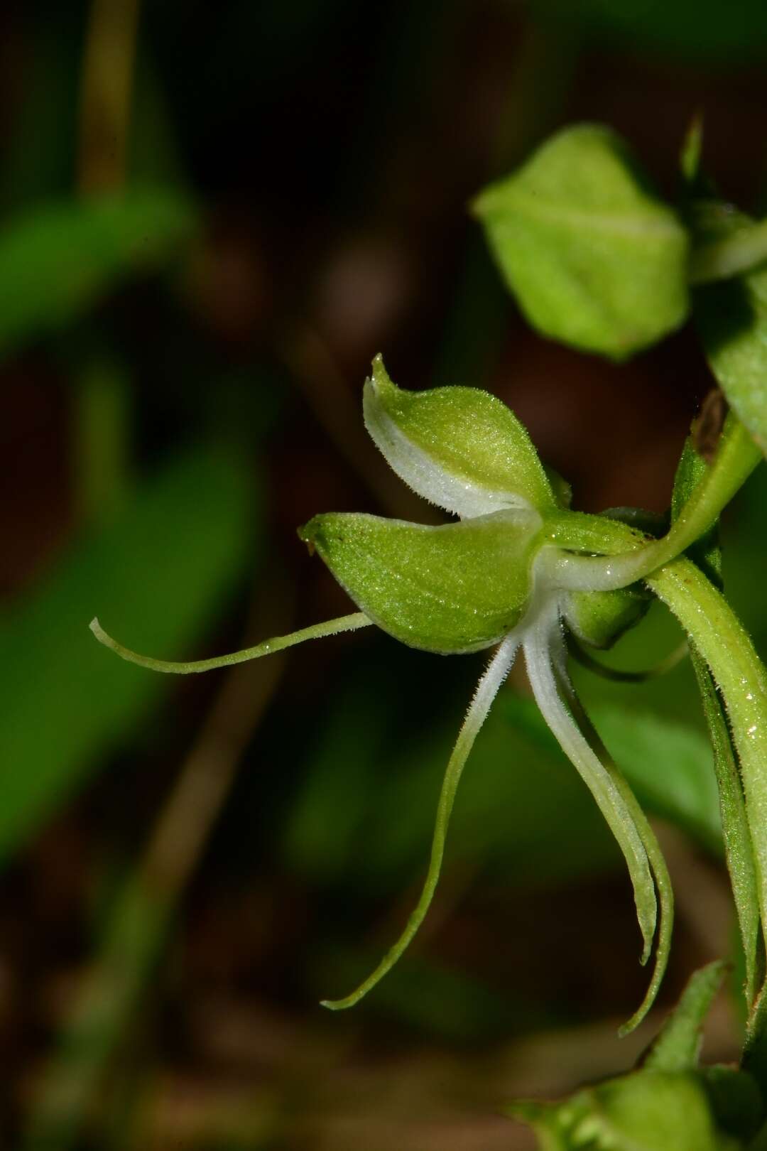 Image of Habenaria crassicornis Lindl.