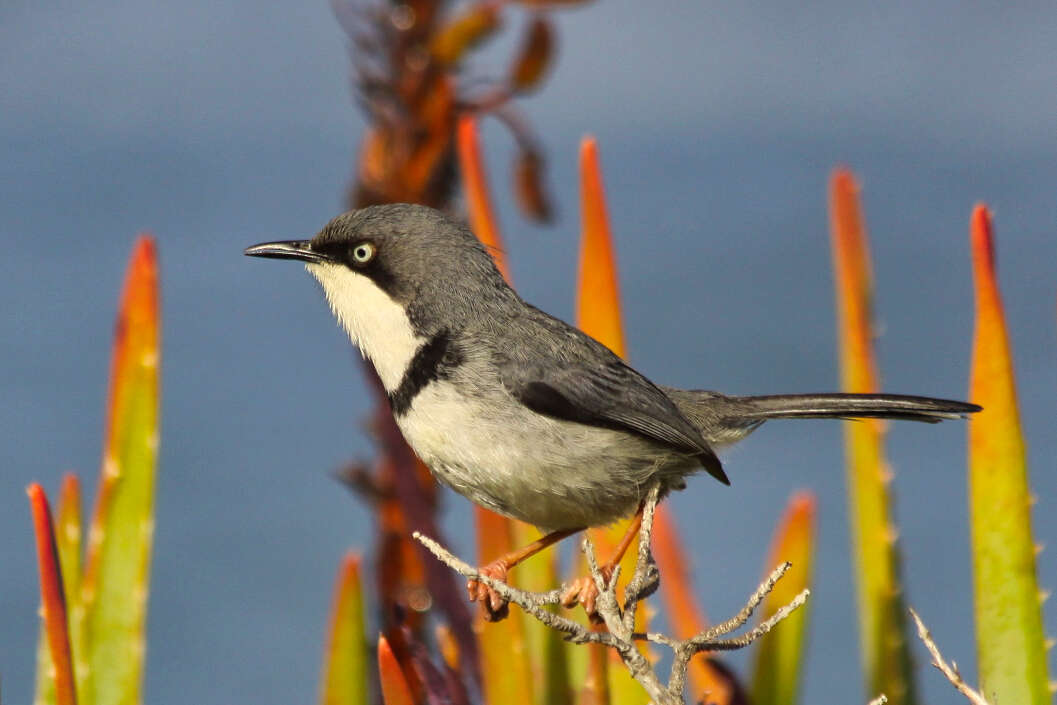 Image of Apalis thoracica capensis Roberts 1936