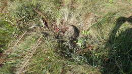 Image of Drakensberg Cycad