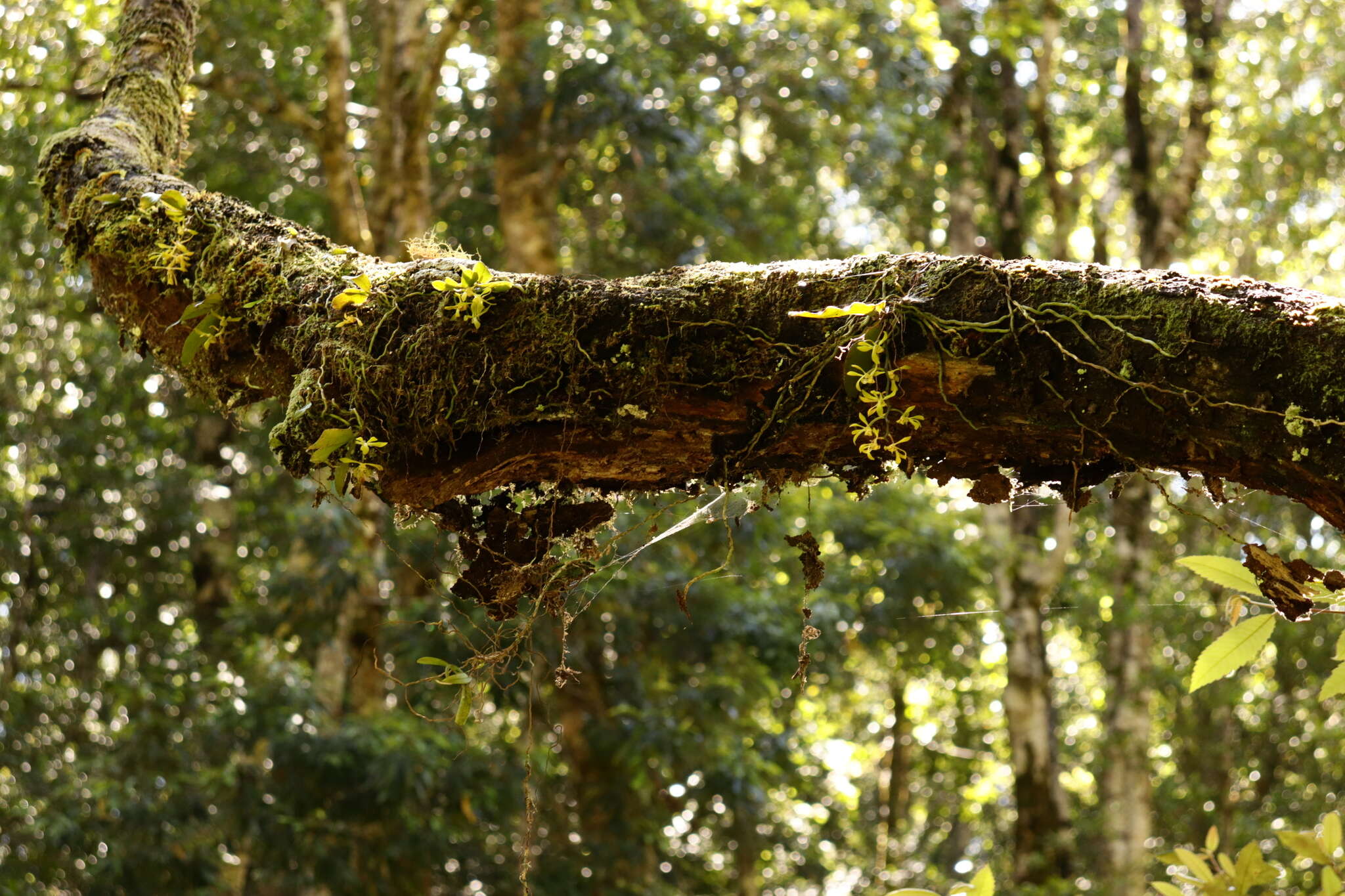 Image of Sarcochilus olivaceus Lindl.