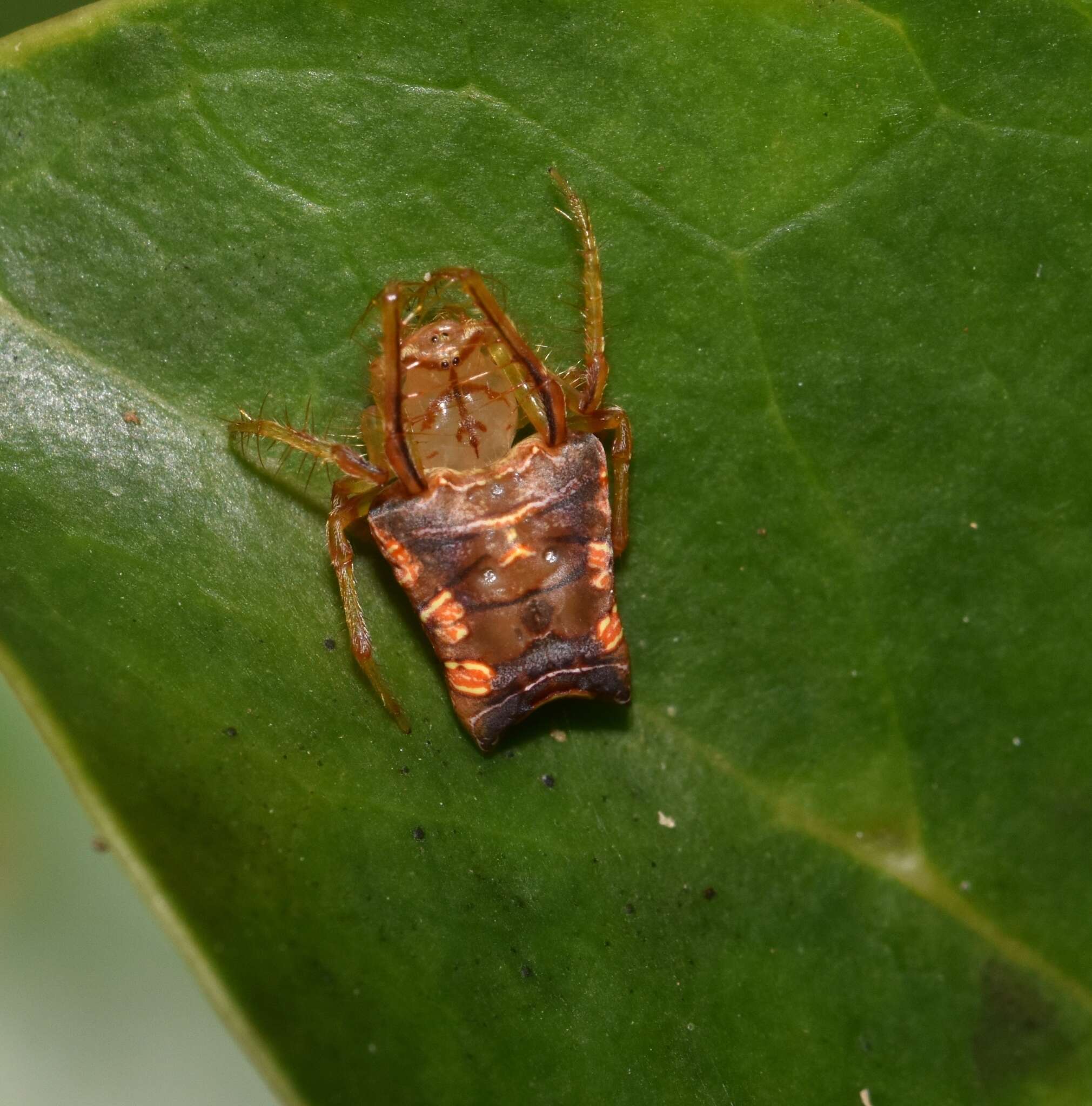 Image of Arkys furcatus (Balogh 1978)