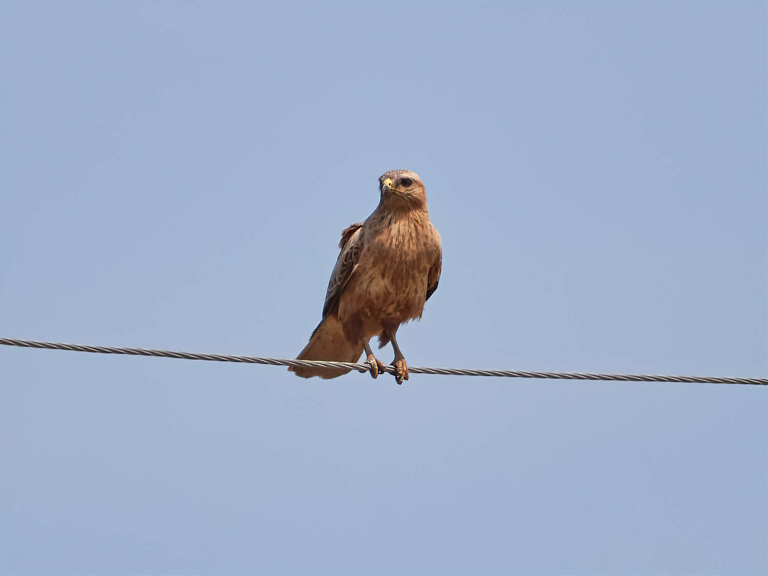 Image of Buteo buteo menetriesi Bogdanov 1879